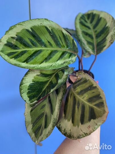 Калатея Розеопикта Марио