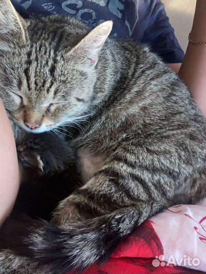 Короткошерстная