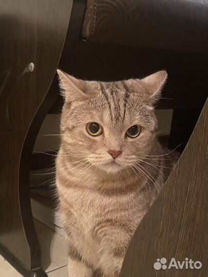 Британская кошка в дар