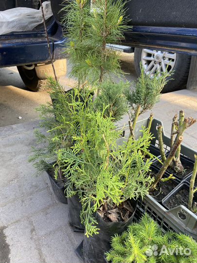 Саженцы (большей выбор)