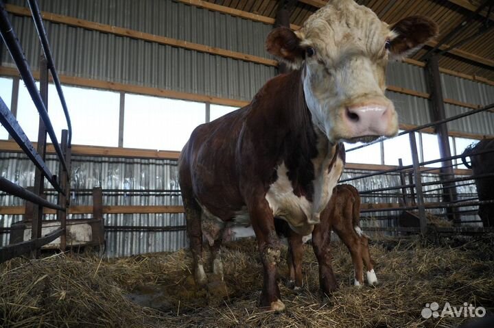 Коровы герефордской породы класса класса элита и э