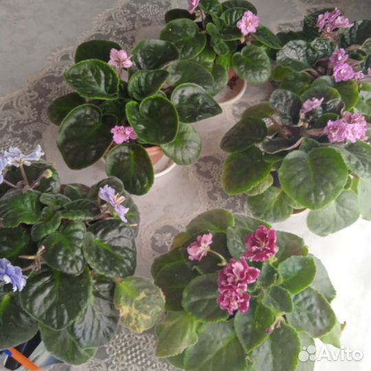Комнатные цветы фиалки