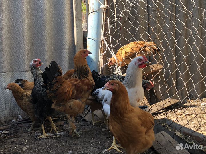 Куры молодые