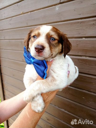 Щенули в добрые ручки