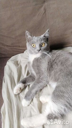 Кошка