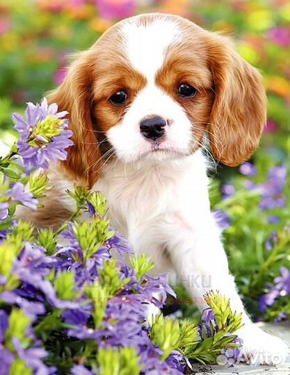 Алмазная мозаика 21x25 Милый щенок среди летних цв