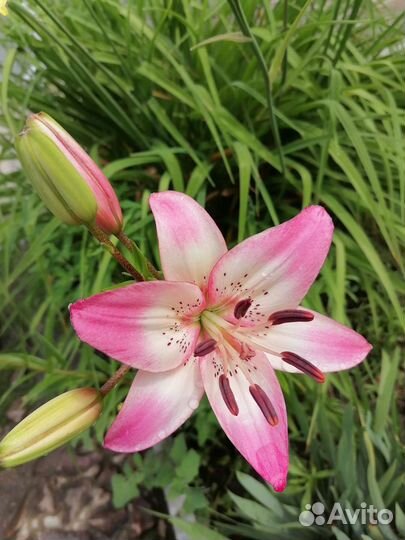 Лилии, лилейник и другие многолетники