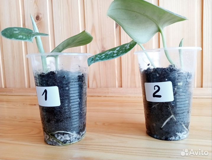 Сциндапсус Сильвер Энн