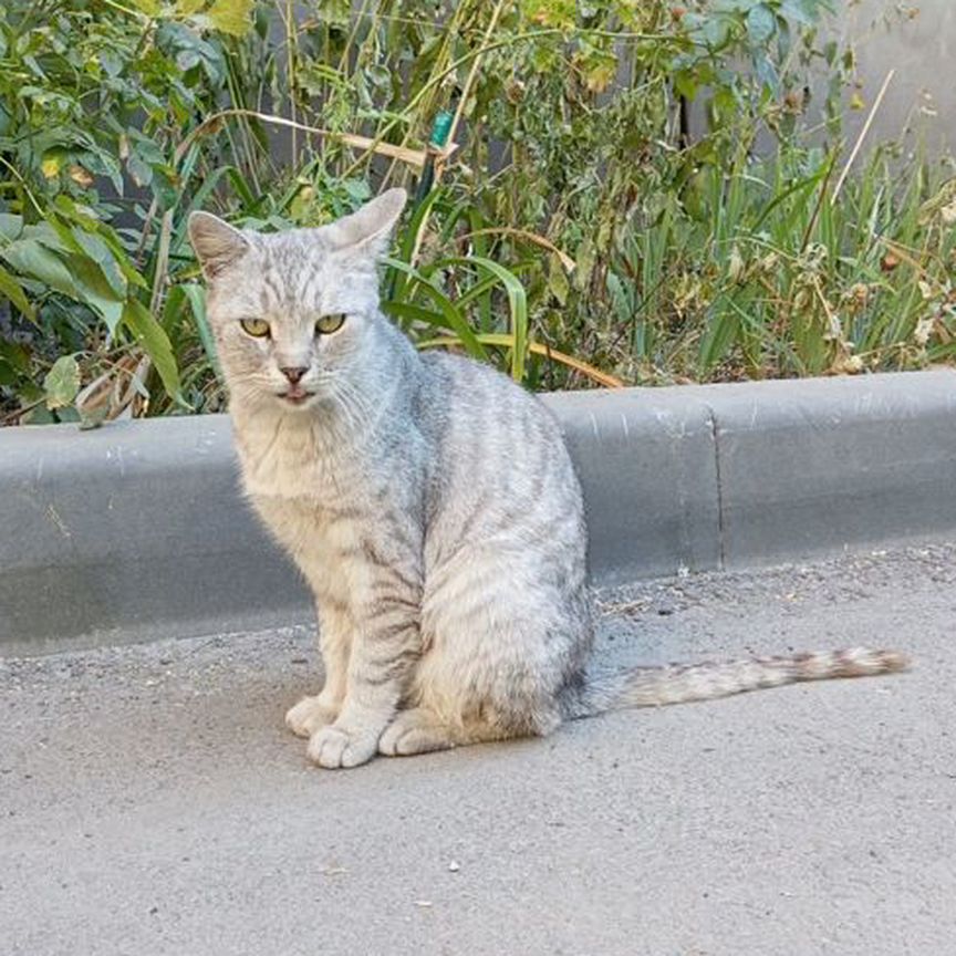 Кошки в добрые руки бесплатно