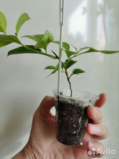 Бугенвиллия