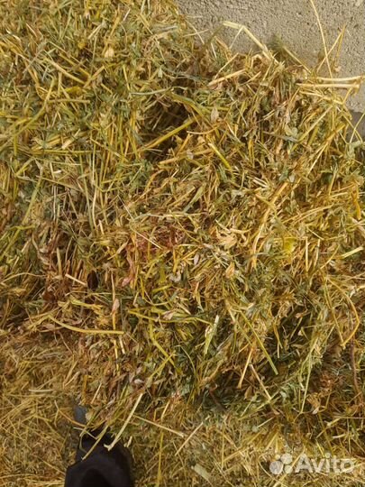 Сено люцерны в тюках первый укос