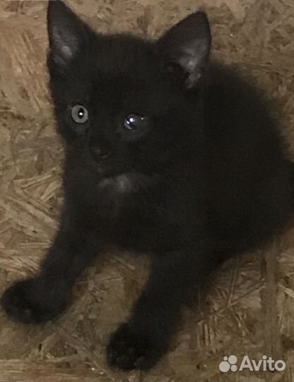 Котик в добрые ручки