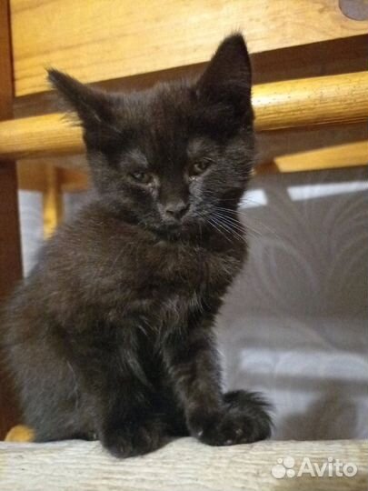 Британка в добрые руки