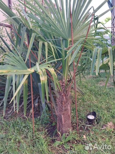 Пальма трахикарпус