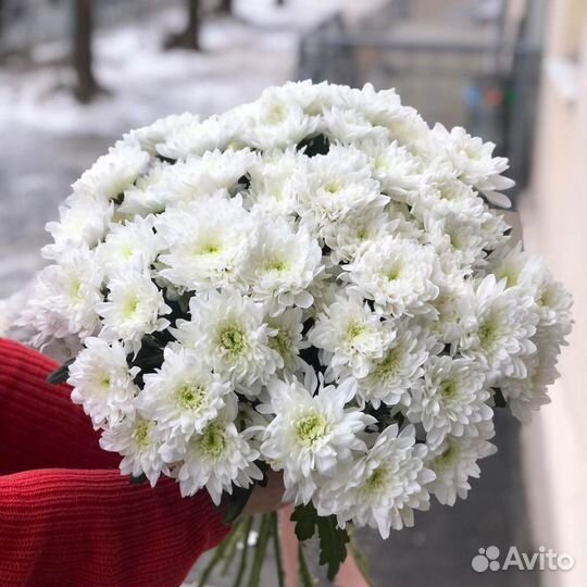 Цветы. Букет цветов. Доставка цветов.Хризантема