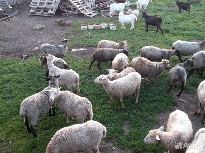 Овцы и бараны