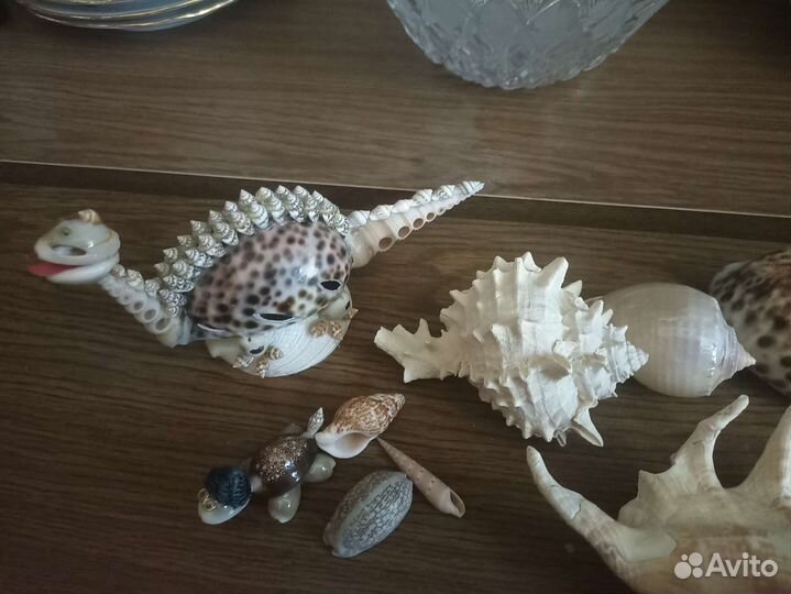 Морские ракушки раковины