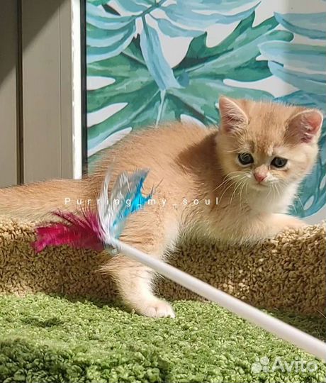 Золотая шиншилла, ny12 (папа ny12)