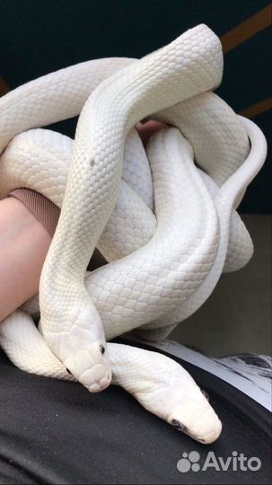 Белый техасский полоз леуцист (Elaphe obsoleta)