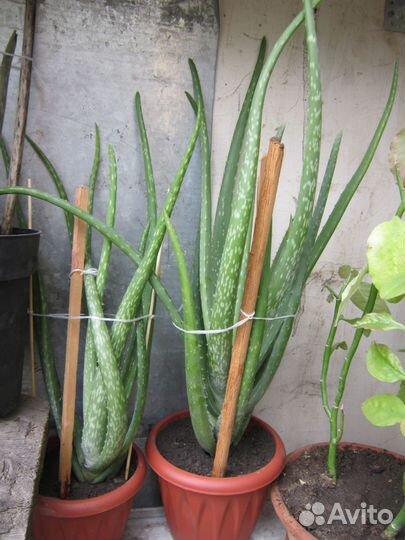 Алоэ,кактус,рэо,молочай,герань