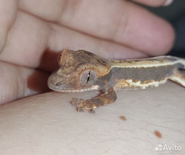 Бананоед малыш LillyWhite