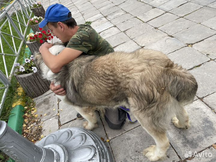 Алабай в дар