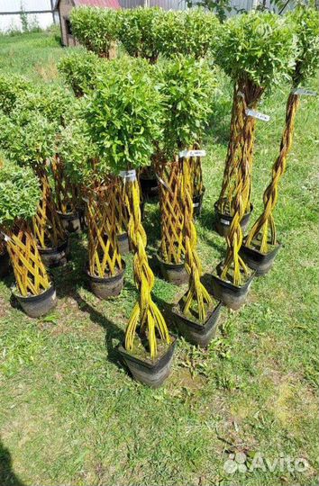 Деревья плетеные