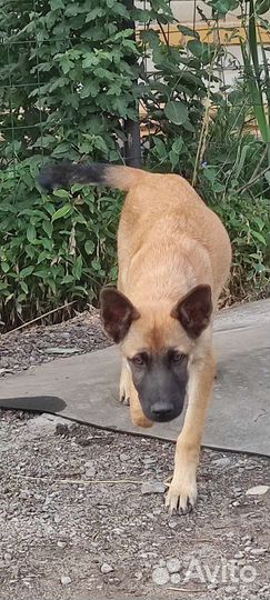 Щенок мальчик в добрые руки