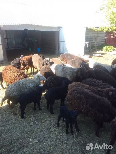 Продам стадо баранов