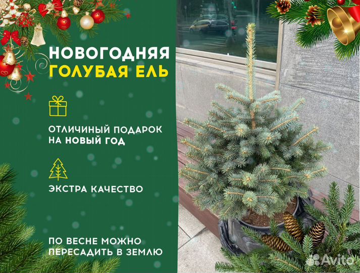 Ель голубая