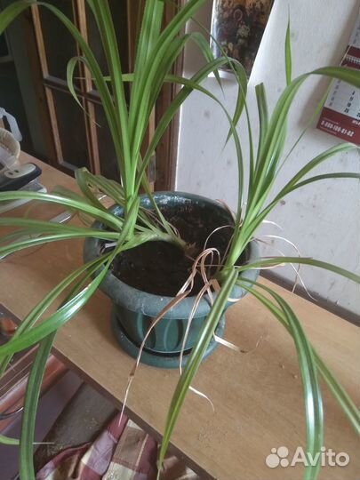 Комнатные домашние растения