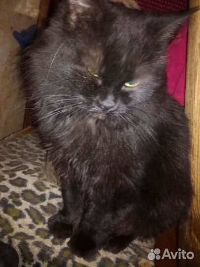 Кошка в дар