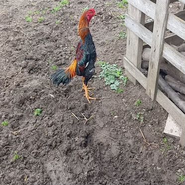 Бойцовые петухи