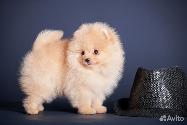 Щенки шпица