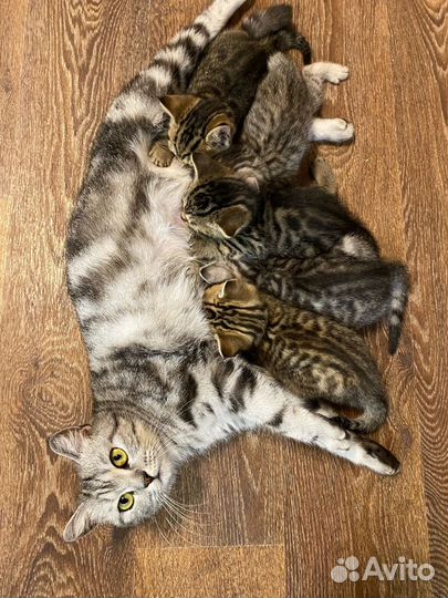 Британские котята