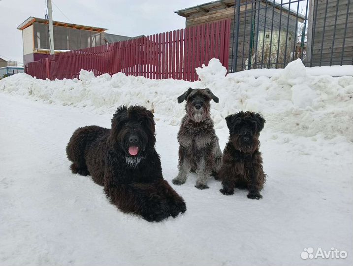 Передержка Дрессировка Кинолог Хендлер Зоопсихолог