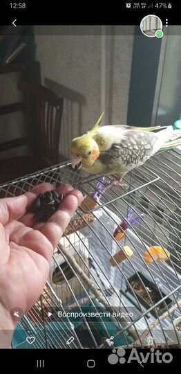 Попугай пара корелла с клеткой