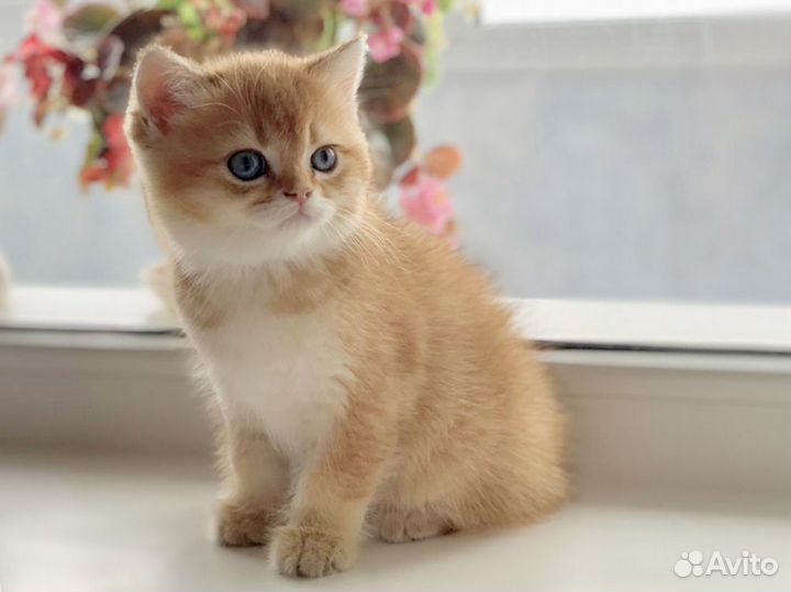 Шотландские Котята: Золотые и Серебристые окрасы