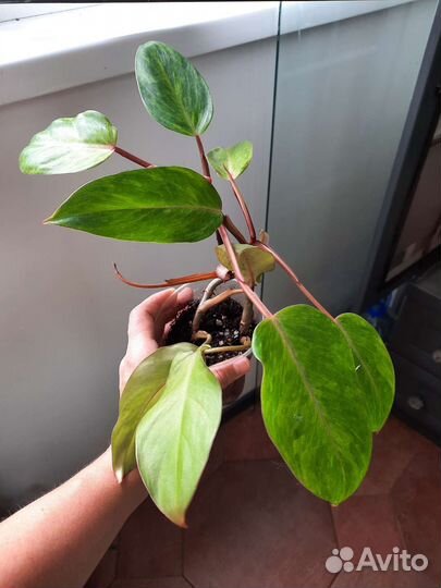 Филодендрон медуза