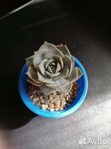 Эпипремнум, гуэрния, ховортия