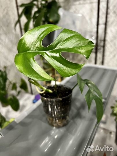 Комнатные растения