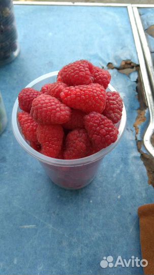 Малина бесшипая,крупная Гордость России Саженцы