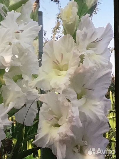 Гладиолусы луковицы