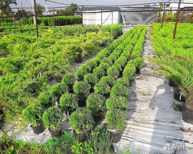 Туи зеленые Туи западные