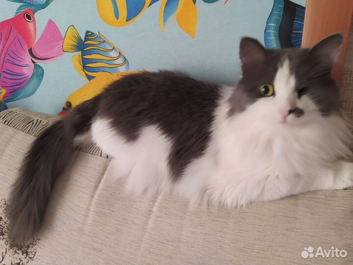 Кошка