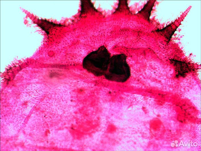 Набор микропрепаратов Levenhuk N20 NG