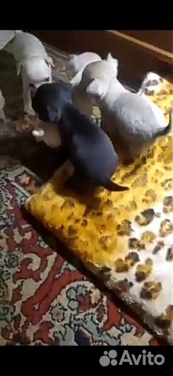 Чихуахуа, тойтерьеры, карликовые пинчеры Доставка