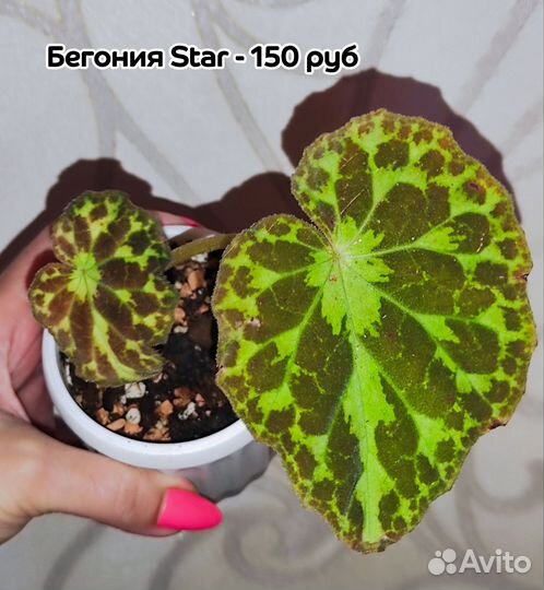 Бегонии сортовые