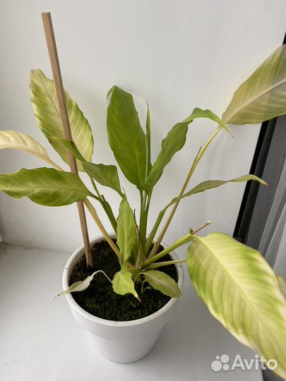 Комнатные растения