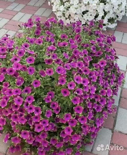 Рассада петунии